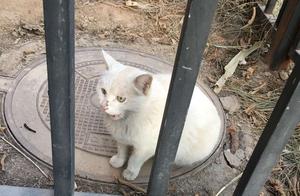 Yinchuan Guys, We Have a Cute Kitten Waiting to Be Adopted – Get Ready to Be a Cat Owner!