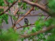 Egypt: After-Rain Birds Foraging
