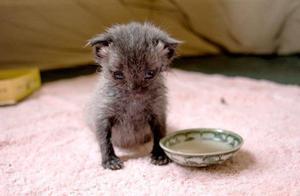 Found a Grey Kitten on the Road, It Grew Up to Be a "Little Black Panther", Doctor: Cat Mother's Ink Not Enough