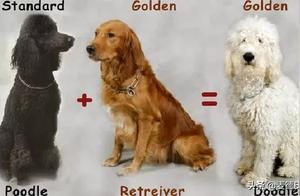 Want a Low-Shedding Golden Retriever?