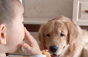 Golden Retriever Constantly Eating Baby's Food, Eyes Full of Fun, Golden Retriever: Completely Panicked
