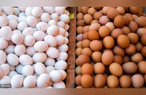 Which is Better: Red-Shelled or White-Shelled Eggs? The Answer is Here