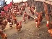 Eagle Invades Chicken Coop, Unexpected Twist: Wrong Script?