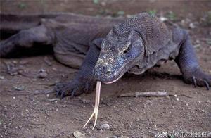 Old sayings say tigers are dangerous and won't eat their own cubs, but these dinosaur-era relics actually devour their own young.