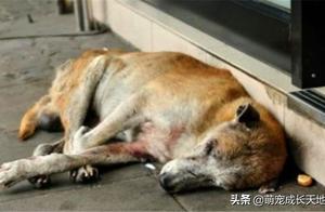 Why Do Country Dogs Leave Home to Die in Secret?