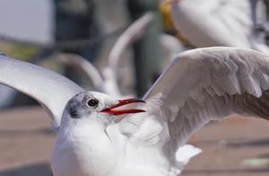 Uda: Red-billed Gulls – A Journey of Migration and Rest in Their Homeland