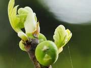 Together, Vow for Blooming Spring Flowers