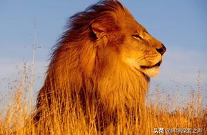 Why Don't Lions Eat Hyenas Despite Being Deadly Enemies? A Painful Experience