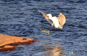 Huangshan Yellow Mountains: Rare White Egrets Bathe in Spring Sunshine