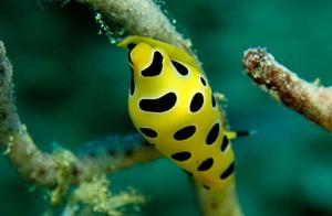 Shells of the Sea: Cowrie (15): Tiger Cowrie (An)