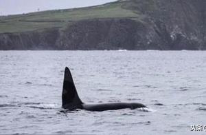 Orca Attacks Group of Ducks: A Dangerous Encounter as They Quietly Approach the Coastline!