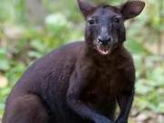 They are not animals darkened by Australian wildfires; they were born black.
