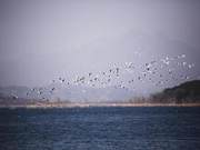 Spring Warmth and Blooming Flowers, Large Numbers of Migratory Birds Arrive at Miyun Reservoir