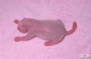 Chengdu Panda Base Reopens to Public; Twin Panda Cubs Welcome Visitors for the First Time This Year