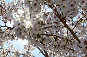 Cannot Travel Across Provinces, Local Excursions are Also Good, Spring Cherry Blossom Viewing and Greening in Yimeng Mountain