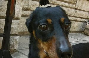 Dogs with Pigtails: How Does the Hairstyle Look?