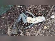 Have you ever seen this animal? What is its name?