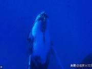 Southern Ocean Tears, One Tear Falls, All Life Awakens, Life Continues Eternally, Embracing the Most Magnificent Farewell to Achieve Immortality