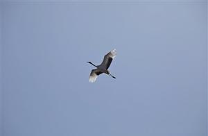 Kolqin National Nature Reserve Welcomes Nearly 10,000 Migratory Birds