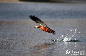 Red Dabbling Duck Returns to Changning, Yunnan After Five Years