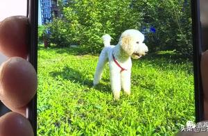 Changchun City Xiangjiang Platinum Pearl Community: Dog Dies Suspected of Poisoning, Resident Finds Suspicious 'Chicken Bone'...