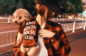 Spoiled Teddy Bears Often Display These Signs – Take a Look at Your Pet!