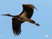 Green Qin YuanQin Yuan Becomes an Ideal Habitat for the Nationally Protected Black-crowned Crane