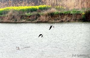 Yangzhou Spring is Too Beautiful! Large Groups of Wintering Birds "linger" and Don't Leave