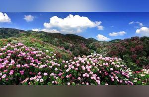The World's Largest Natural Garden, Covered in Dozens of Rhododendrons and Known as ‘Earth's Rainbow Belt’!