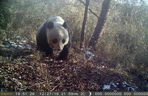 Video: 'Excellent Sense of Composition' - Shy Wild Giant Panda Covers Camera Lens in Mianyang