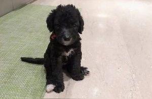 Little Black Dog Turns into ‘Little Lamb’ After a Year! Netizens: Must Have Been Misdelivered?
