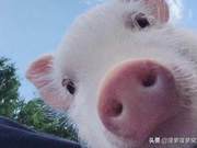 Why Are Pigs So Weak in Combat, and Why Haven't They Gone Extinct?
