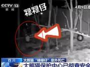 Hanging Rope Entangles Panda Cub's Neck, 8-Month-Old Panda Baby Dies Unexpectedly; Incident Occurred at Night and Was Not Discovered Until Later