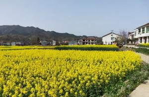 Oilseed Flower Blooms in Sanyi Village, Liushu Town, Greeting Beautiful Women from Xixi County