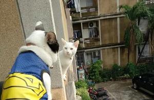 Episode 48 of Today's Jokes: My cat started flirting with the neighbor's cat after we moved into a new home