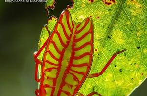 Biodiversity Encyclopedia – Jointed Animals • Lychee Aphid: I'm All About ‘Looking Good’!