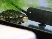 Long-tailed Turtle Displays Embarrassed Politeness, Sincere Eyes Earn Netizen Praise