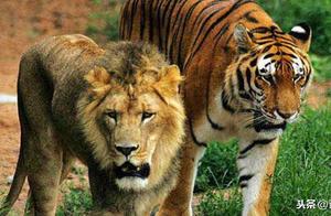 What are the Large Cat Species? Weight Overview of the 7 Existing Large Cat Species