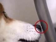 Hidden Martian Shiba Inu: A Japanese Shiba Inu Discovered the Principle of Static Electricity and Became Addicted to Generating Electricity by Rubbing