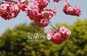 Roundwood Cherry Bloom Season Has Arrived - Experience 'Cloud Cherry Viewing'