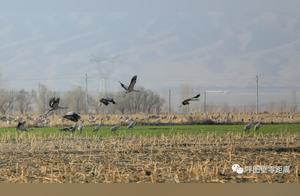 It's Time for Migratory Birds to Return North; Gray Cranes Dance in a Graceful Manner