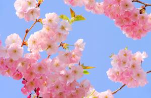 Why Travel Far for Cherry Blossoms! The Beauty is Right Before Your Eyes! 5 Ancient Poems About Admiring Cherry Blossoms