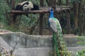 Peacock Displays Feathers, Panda Wants to Pluck and Trim, Peacock: Am I a Toothpick?