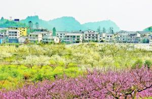 White Cloud District NiuChang Town Blossoms with Flowers