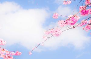 Cherry Blossoms in Dali, March - Like a Comic