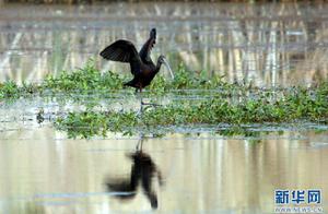 Protected Animal Painted Snipe Spotted in Dianchi Wetlands