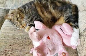 The cat lacks security, always carrying a pink plastic pig, unwilling to separate for a second.