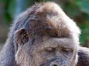 The Lifespan of Non-Human Female Mammals Is Longer Than That of Males