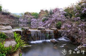 Luoping, Purple Bamboo Orchid Blossoms, Spring Brings Intense Vitality