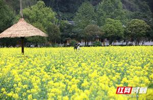 Zhangjiajie Huanglongdong Scenic Area Ecological Square: Lush Green and Fragrant Spring Colors